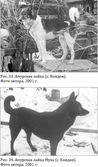 Амурские лайки
