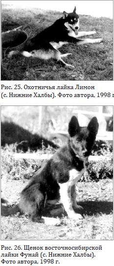 Щенок восточно-сибирской лайки