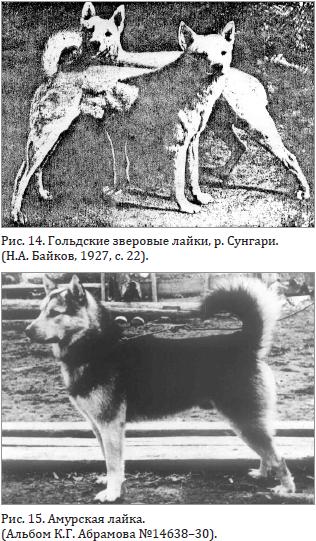 Гольдские зверовые лайки, р. Сунгари. Амурская лайка