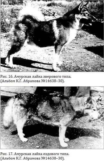  Амурские лайки зверового и ездового типа.