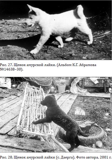 Щенок амурской лайки