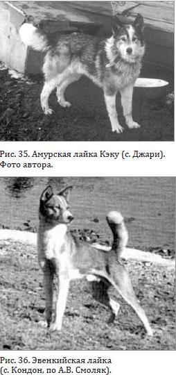 Эвенкийская лайка
