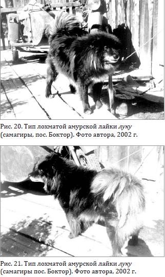 Тип лохматой амурской лайки луку (самагиры, пос. Боктор).