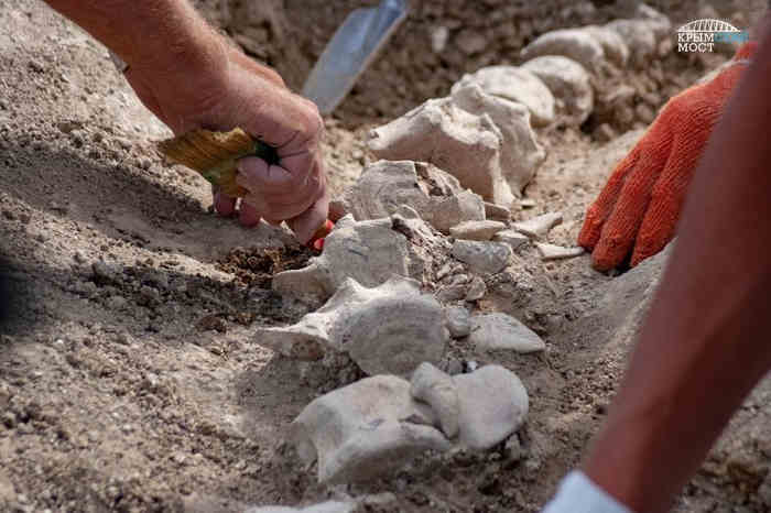 Во время раскопок античных захоронений обнаружили окаменевшие останки доисторического животного