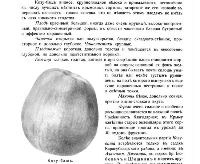 Яблоко сорта Козу-баш. Из книги Л. Симиренко «Крымское промышленное плодоводство» Яблоко сорта Козу-баш. Из книги Л. Симиренко «Крымское промышленное плодоводство»